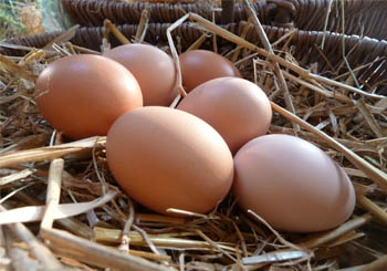 Vente à la ferme d’œufs frrais