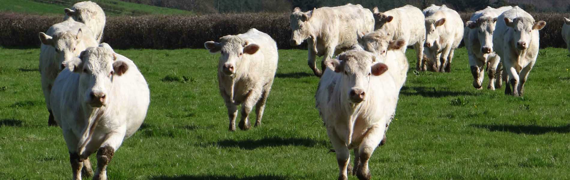 Éleveur de vaches charolaises à Chalon