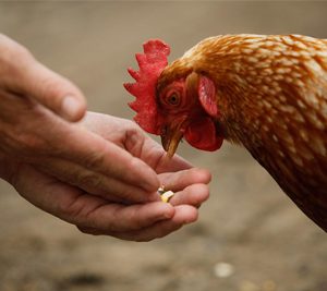 Producteur de poulet fermier à Chalon