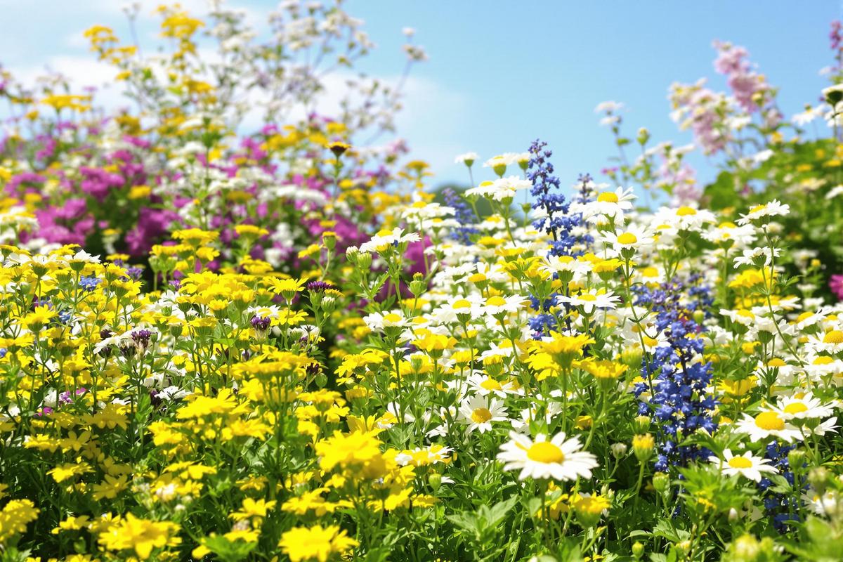 Ces 4 fleurs méconnues vous protègent des tiques naturellement… et embellissent votre jardin sans effort !.jpg