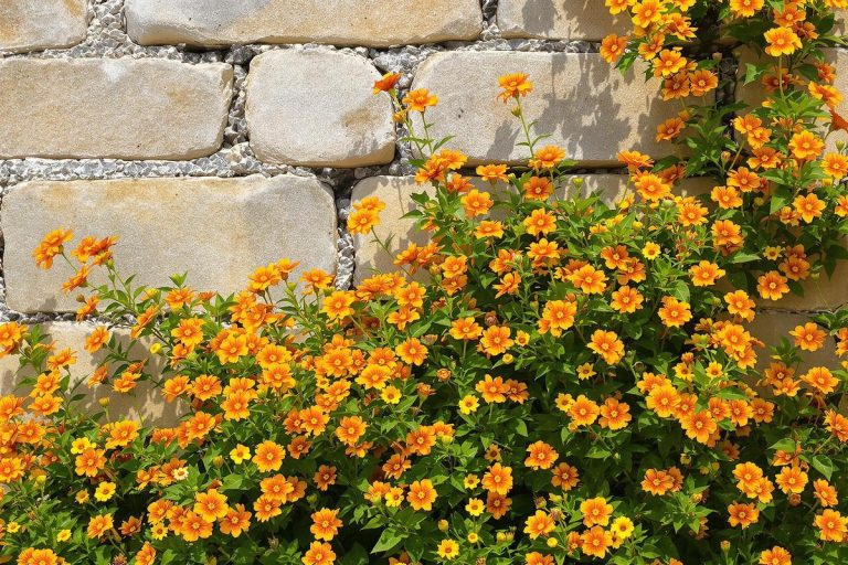Cette vivace fleurit dès mai, pousse sans eau et sublime les murs en ruine.jpg