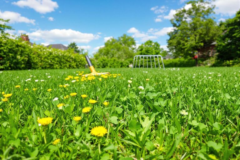 Comment refaire une pelouse pleine de mauvaises herbes ?.jpg