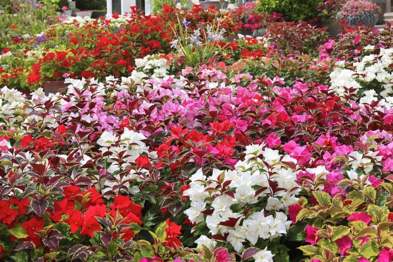 Une floraison sans fin : cette plante (injustement démodée) est la vraie star des jardins de mai à octobre.jpg